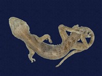Guishan’s Gecko Collection Image, Figure 1, Total 8 Figures